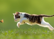 爱游戏网页版-阿拉巴式爆发，勒沃库森战术哲学如何正面击溃伊朗铁壁