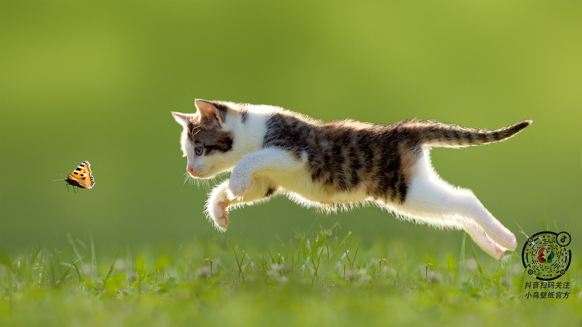 阿拉巴式爆发，勒沃库森战术哲学如何正面击溃伊朗铁壁