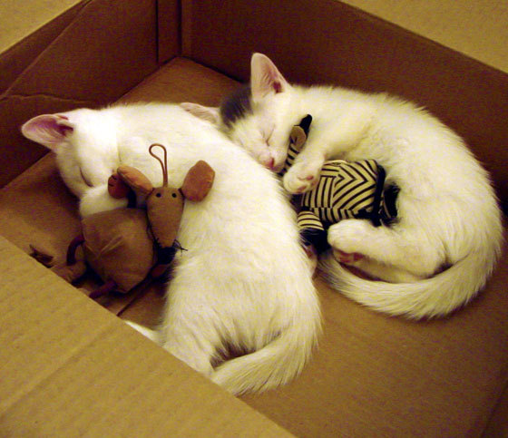 北京队对阵爵士，霍勒迪关键战不手软